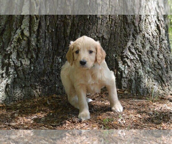 Medium Photo #8 Goldendoodle Puppy For Sale in LIVE OAK, FL, USA