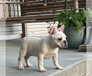 French Bulldog Puppy for sale in BOLIVAR, MO, USA