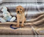 Small #16 Golden Retriever