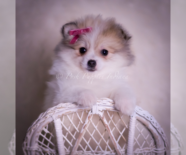 Medium Photo #75 Pomeranian Puppy For Sale in WARSAW, IN, USA