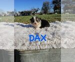 Puppy Dax American Corgi