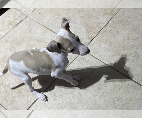 Medium Photo #14 Italian Greyhound Puppy For Sale in BROOKLYN, NY, USA