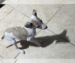 Small Photo #14 Italian Greyhound Puppy For Sale in BROOKLYN, NY, USA