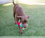 Small #2 Labrador Retriever Mix