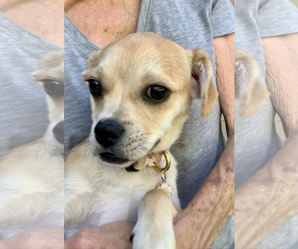 Medium Photo #1 Chug Puppy For Sale in Santa Clarita, CA, USA