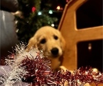 Small Photo #11 Golden Retriever Puppy For Sale in ORCHARD, NE, USA