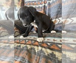 Small #3 Border-Aussie