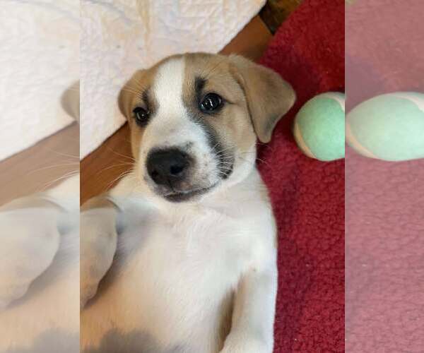 Medium Photo #3 Mutt Puppy For Sale in Westwood, NJ, USA