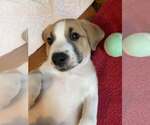 Small Photo #3 Mutt Puppy For Sale in Westwood, NJ, USA
