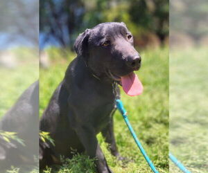 Labrador Retriever Dogs for adoption in Caribou, ME, USA