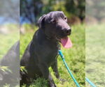 Small Labrador Retriever