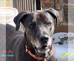 Small #2 Great Dane Mix
