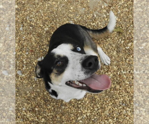 Medium Photo #1 Siberian Husky-Unknown Mix Puppy For Sale in Anniston, AL, USA