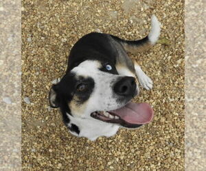 Siberian Husky-Unknown Mix Dogs for adoption in Anniston, AL, USA