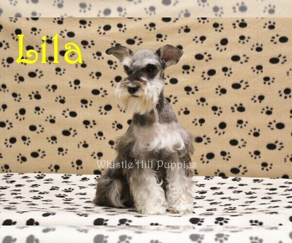 Medium Photo #1 Schnauzer (Miniature) Puppy For Sale in DENVER, PA, USA