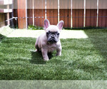 Small Photo #7 French Bulldog Puppy For Sale in SAN DIEGO, CA, USA
