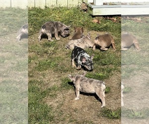 French Bulldog Puppy for sale in JEWETT, OH, USA