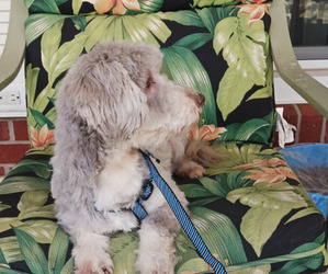 Havanese Puppy for sale in WINSTON SALEM, NC, USA