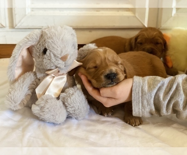 Medium Photo #2 Golden Retriever Puppy For Sale in DALLAS, TX, USA
