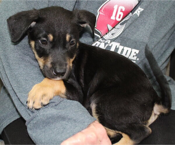 Medium Photo #1 Doberman Pinscher-Unknown Mix Puppy For Sale in Prattville, AL, USA