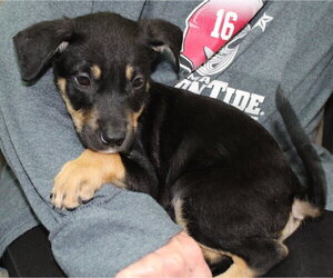 Doberman Pinscher-Unknown Mix Dogs for adoption in Prattville, AL, USA