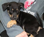 Small Doberman Pinscher Mix