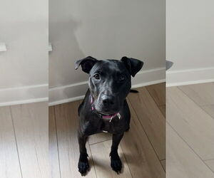 Labrador Retriever-Unknown Mix Dogs for adoption in Virginia Beach, VA, USA