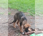 Small Photo #8 German Shepherd Dog Puppy For Sale in CASTLE ROCK, WA, USA
