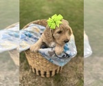 Small Photo #18 Goldendoodle Puppy For Sale in MEMPHIS, TN, USA