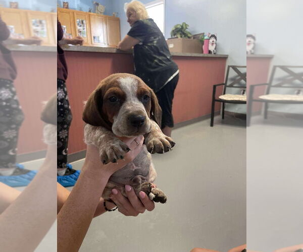 Medium Photo #1 Beagle Puppy For Sale in Cromwell, KY, USA