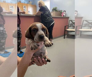 Beagle Dogs for adoption in Cromwell, KY, USA