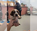 Small Beagle