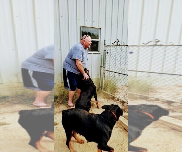 Medium Photo #104 Rottweiler Puppy For Sale in RIEGELWOOD, NC, USA