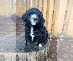 Small Photo #4 Miniature Bernedoodle Puppy For Sale in SILVERTON, OR, USA