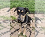 Small #1 German Shepherd Dog Mix