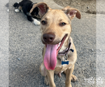 Small #3 Retriever  Mix