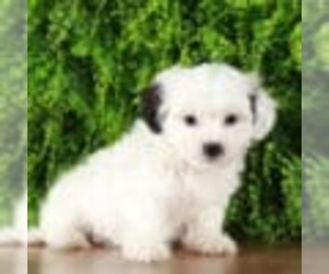 Zuchon Puppy for sale in MOUNT VERNON, OH, USA