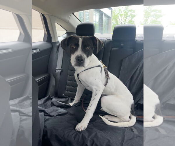 Medium Photo #3 Boxer-Unknown Mix Puppy For Sale in Columbus, IN, USA