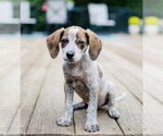 Small #1 Mutt
