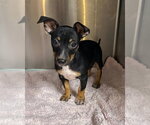 Small #7 Chihuahua Mix