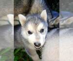 Small Photo #2 Wolf Hybrid Puppy For Sale in HARRISON, AR, USA