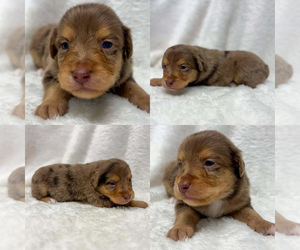 Miniature Australian Shepherd Puppy for sale in BROOKER, FL, USA