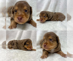 Image preview for Ad Listing. Nickname: Toy red merle