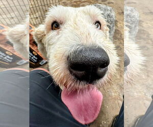 Old English Sheepdog Dogs for adoption in Cottage Grove, MN, USA