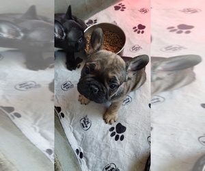 French Bulldog Puppy for sale in BROOKLYN, CT, USA