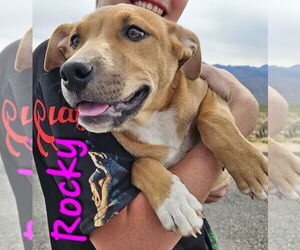 American Pit Bull Terrier-Labrador Retriever Mix Dogs for adoption in Willcox, AZ, USA