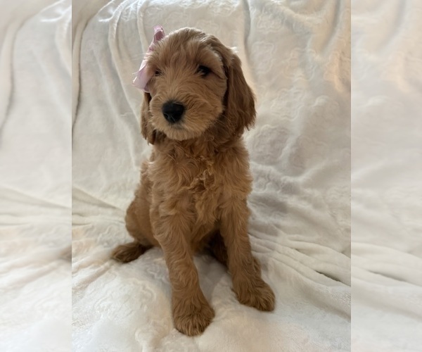 Medium Photo #3 Goldendoodle Puppy For Sale in CHICAGO, IL, USA