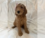 Small #1 Goldendoodle