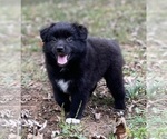 Small Photo #2 Australian Shepherd Puppy For Sale in MATTHEWS, NC, USA