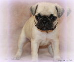 Small Photo #40 Pug Puppy For Sale in WINNSBORO, TX, USA